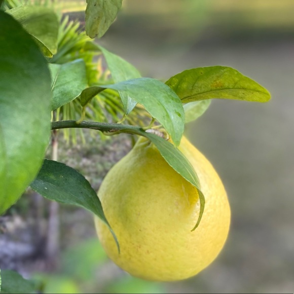 lemons06
